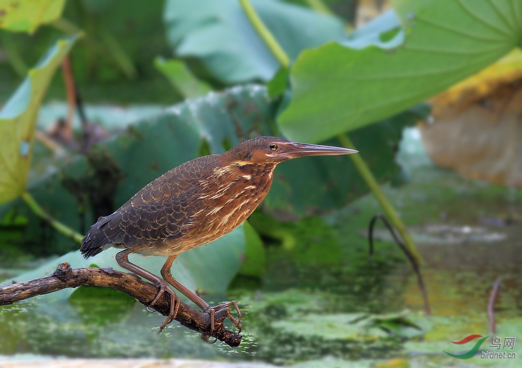 一组迟发的黑鳽