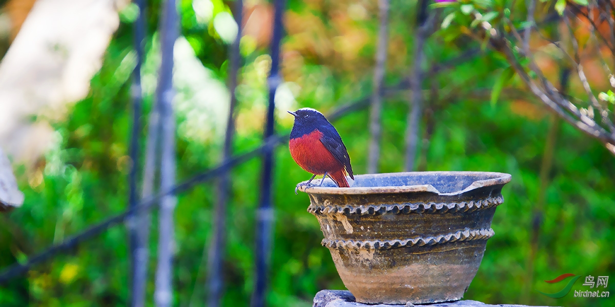 小时代(五) - 鸟网文化\/鸟友纪实 Birdnet Culture