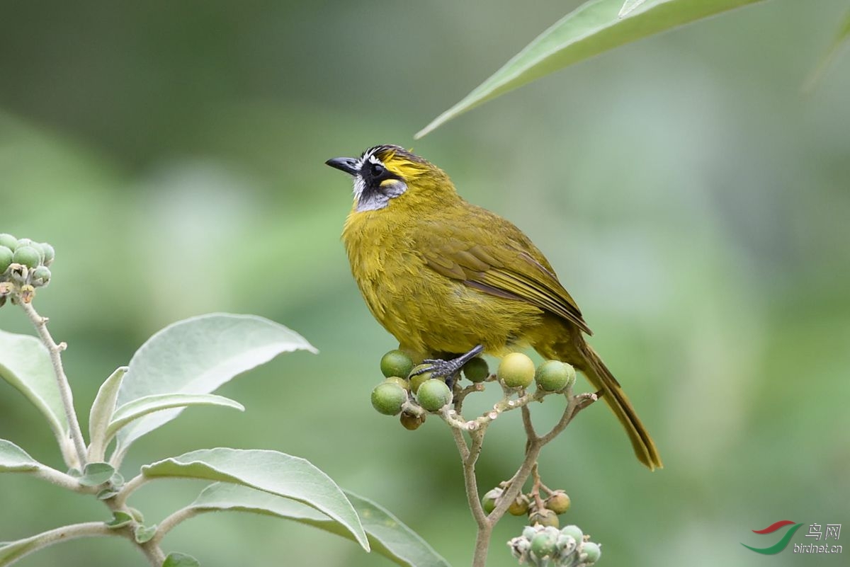 黄耳鹎(pycnonotus penicillatus)