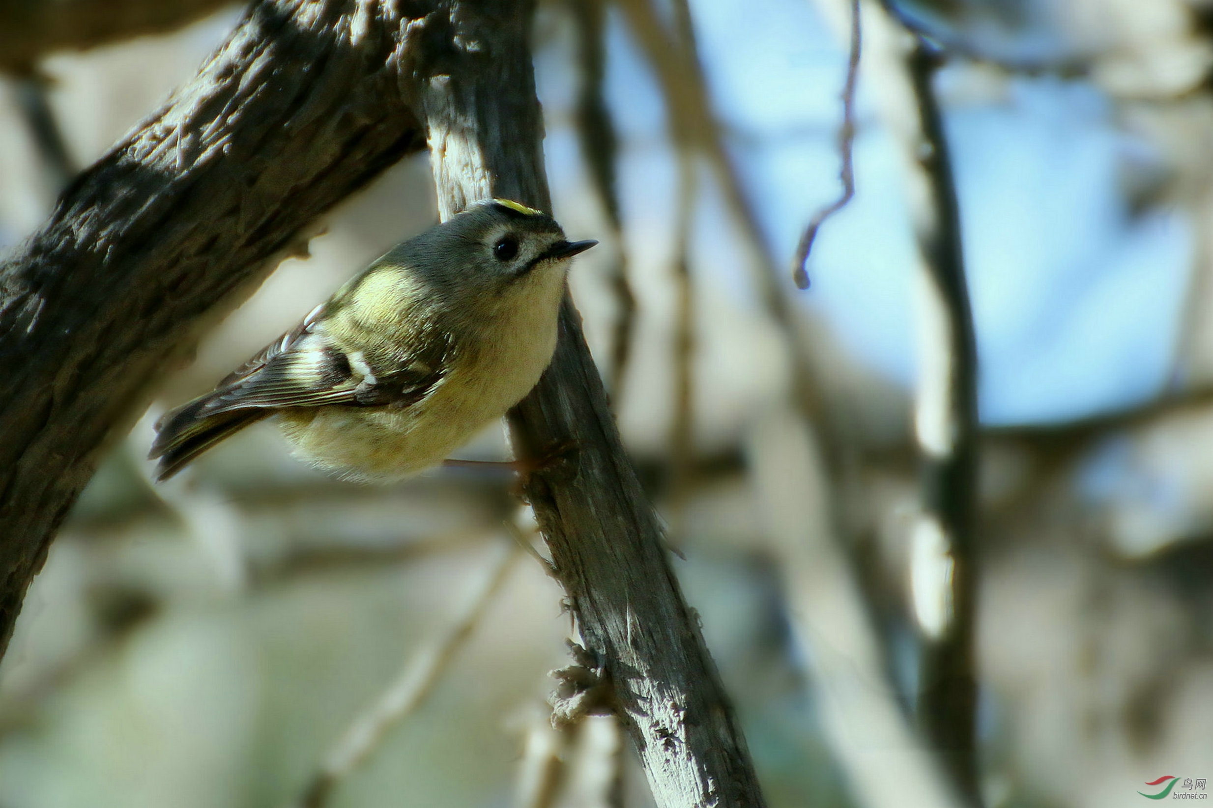 今日呼呼北风中初见小戴菊 - 北京版 Beijing 鸟