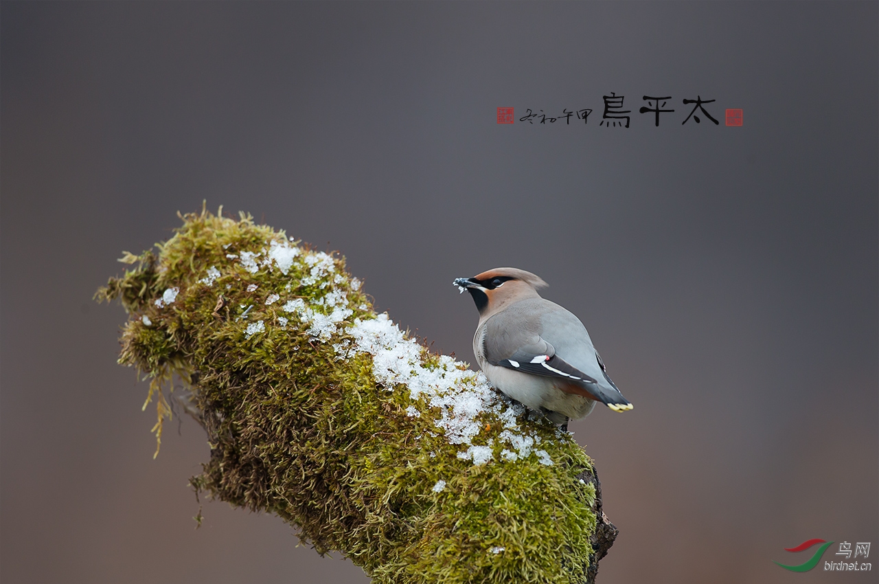 食雪止渴--大太平鸟 - 黑龙江版 Heilongjiang 鸟