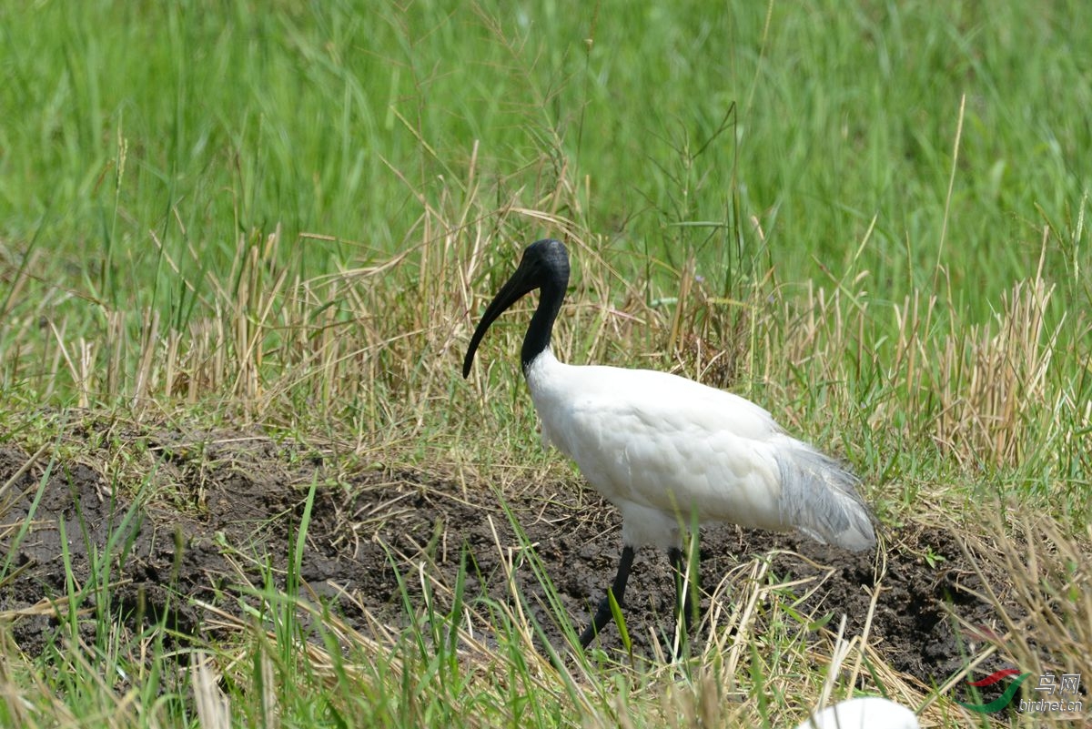 黑头白鹮(threskiornis melanocphalus)