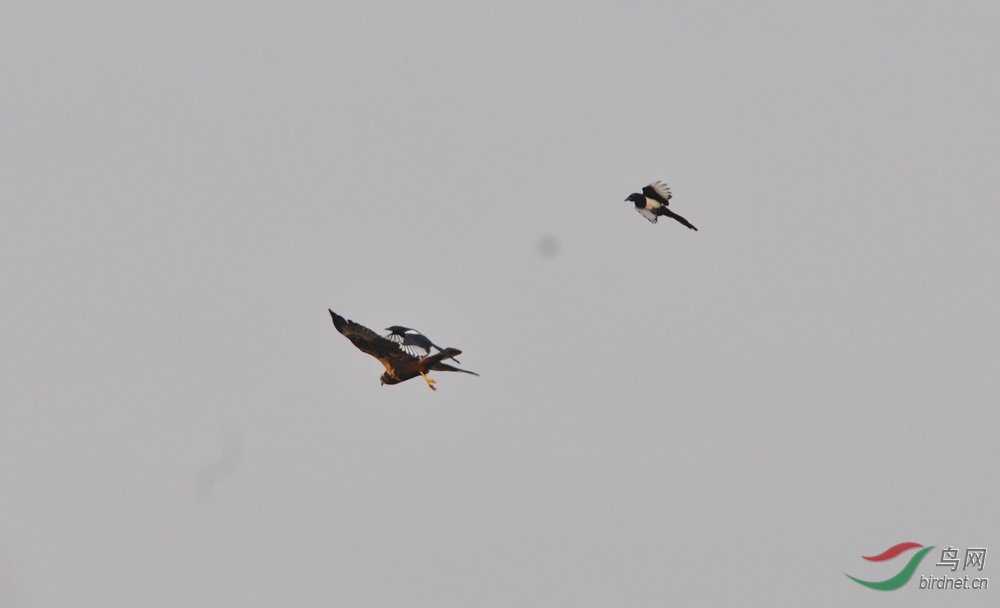 永定河畔鹰被喜鹊和隼追逐 - 北京版 Beijing 鸟
