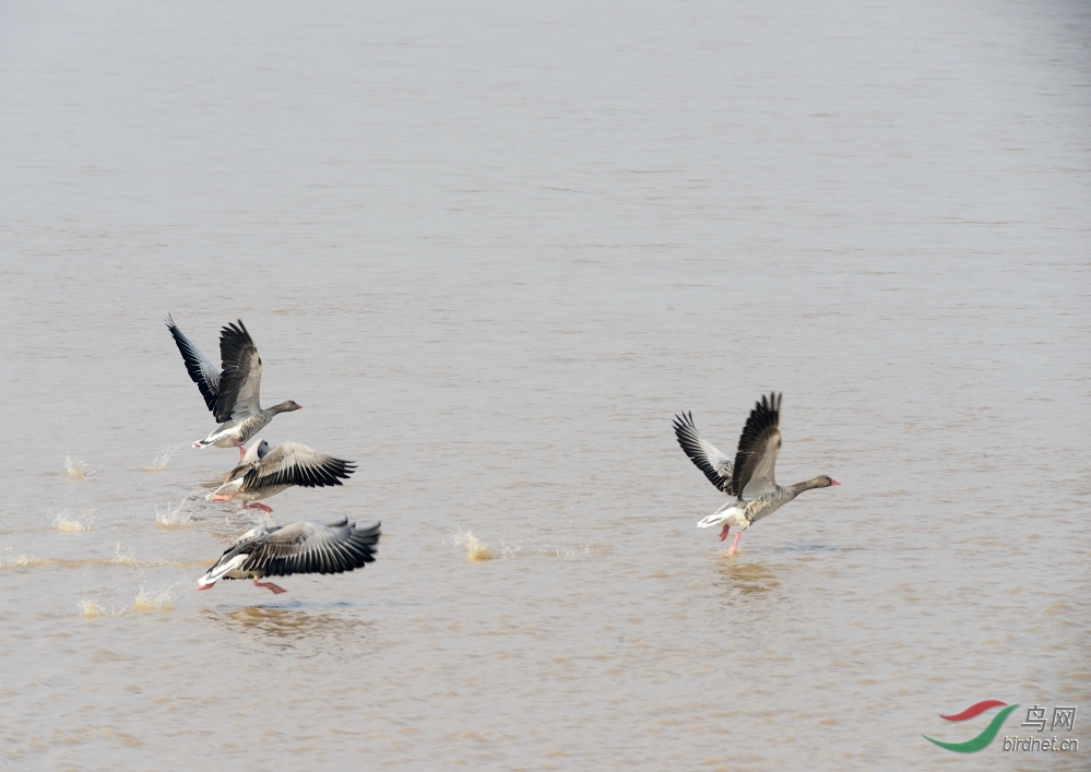 大美黄河雁飞飞 - 河南版 He'nan 鸟网