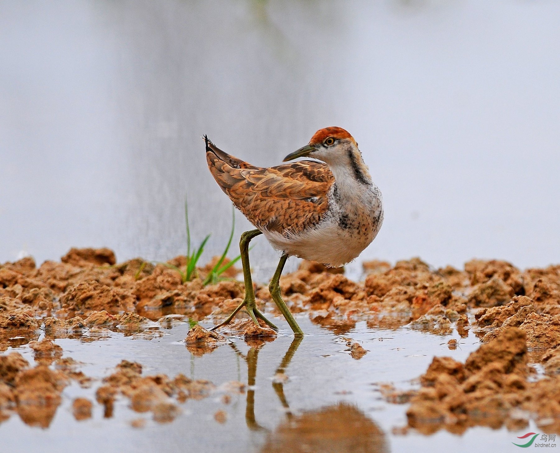 孑然一身--孤独的水雉 - 安徽版 Anhui 鸟网