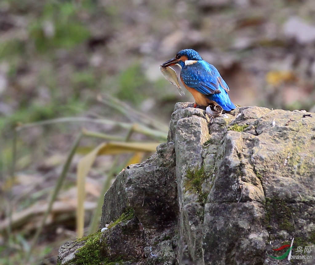 一心不能二用… - 四川版 Sichuan 鸟网