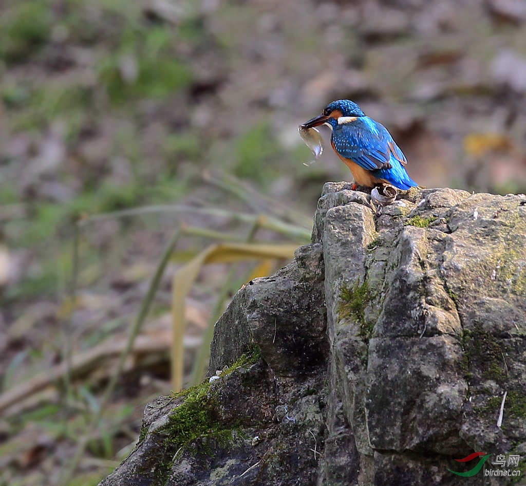 一心不能二用… - 四川版 Sichuan 鸟网