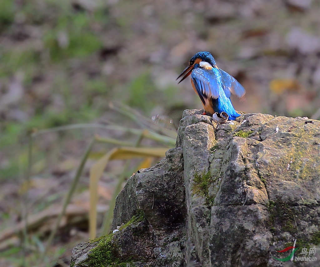 一心不能二用… - 四川版 Sichuan 鸟网