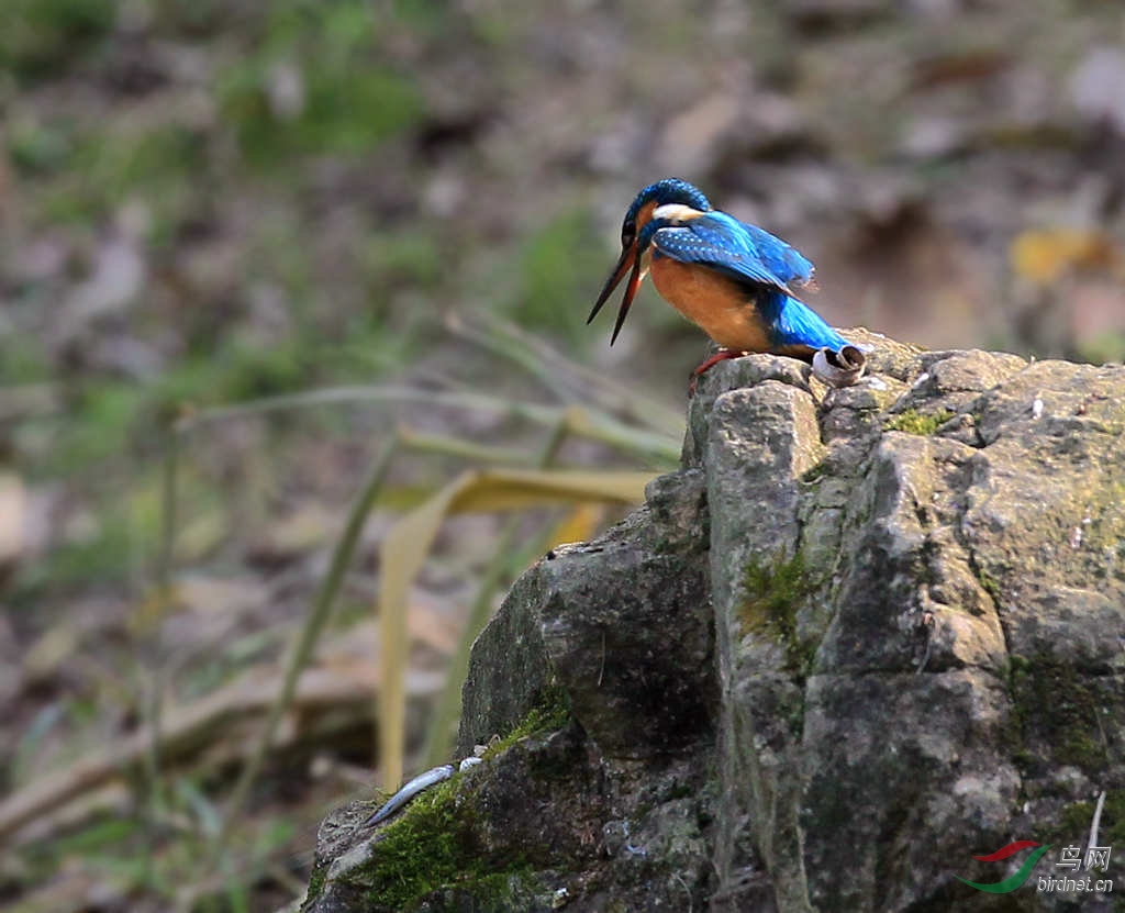 一心不能二用… - 四川版 Sichuan 鸟网