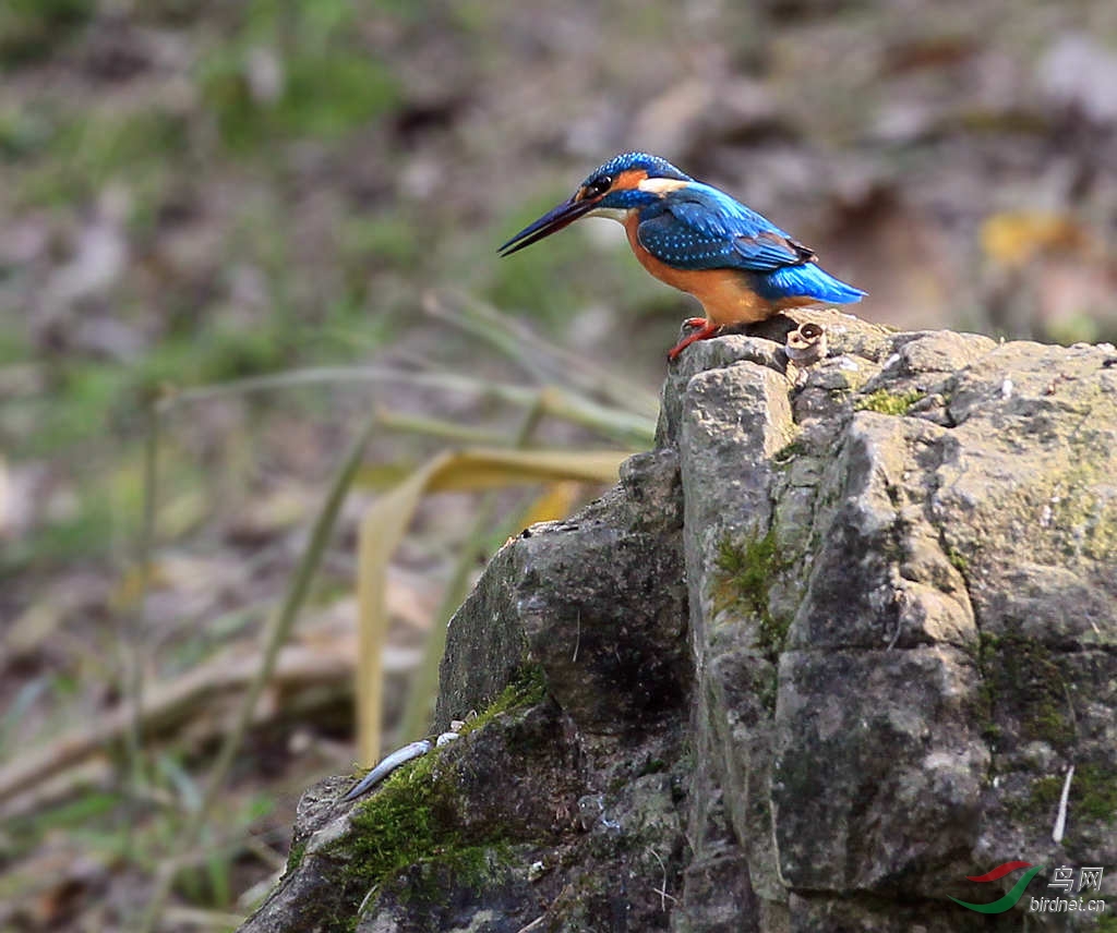 一心不能二用… - 四川版 Sichuan 鸟网