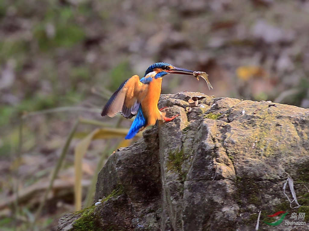 一心不能二用… - 四川版 Sichuan 鸟网