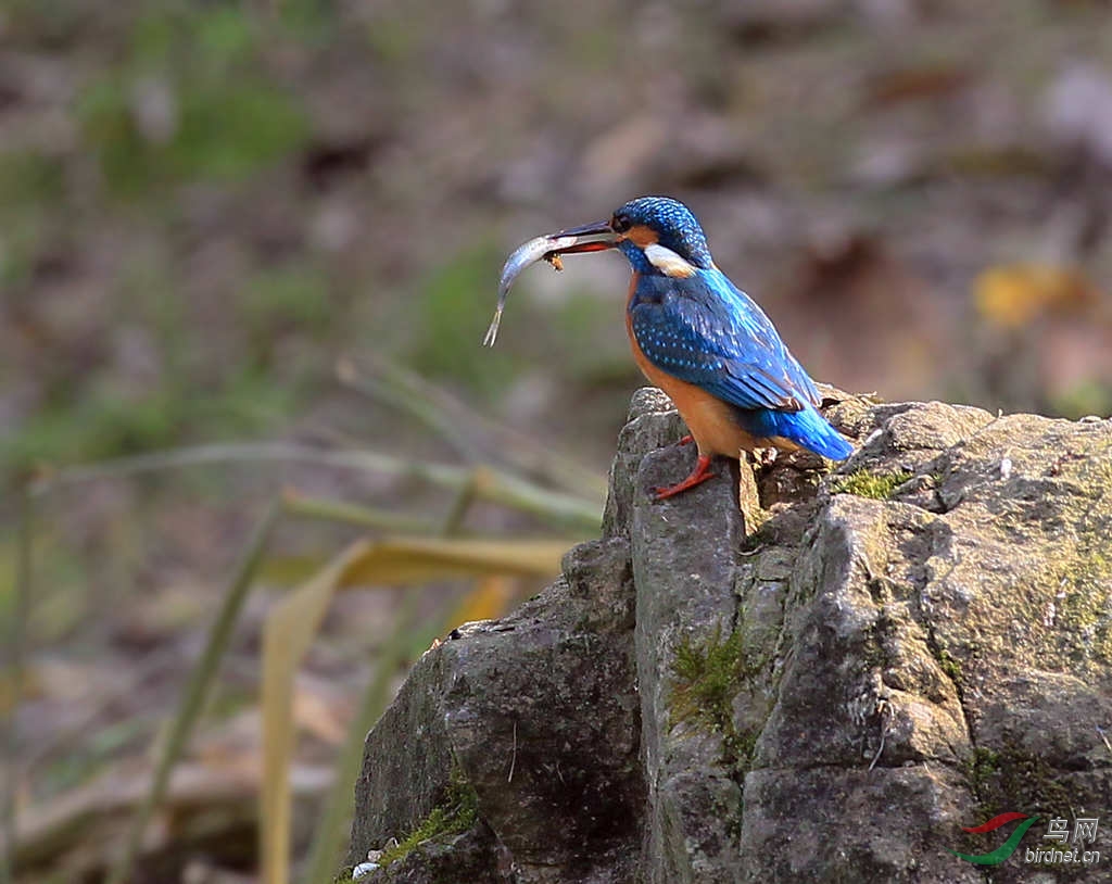一心不能二用… - 四川版 Sichuan 鸟网