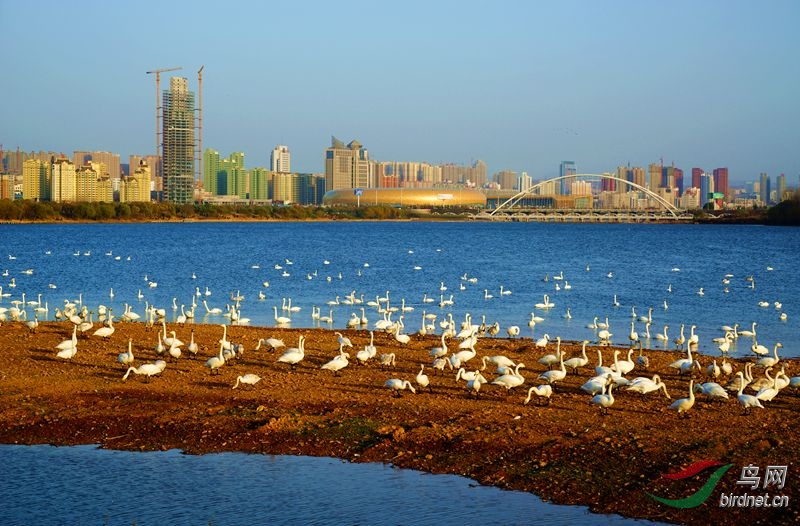 三门峡天鹅湖