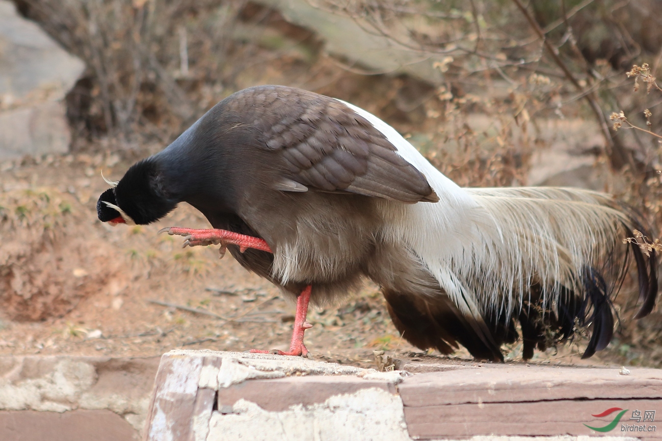 200-400X1.4+24-70在山西玄中寺拍的褐马鸡 