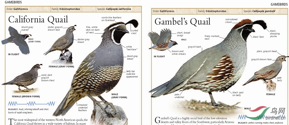 加州州鸟 - 加州黑腹翎鹑 gambel"s quail