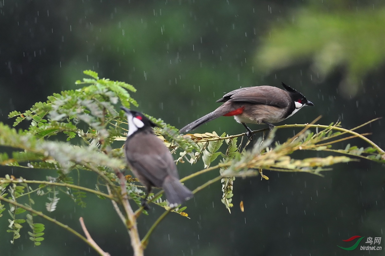 雨越下越大 - 福建版 Fujian 鸟网