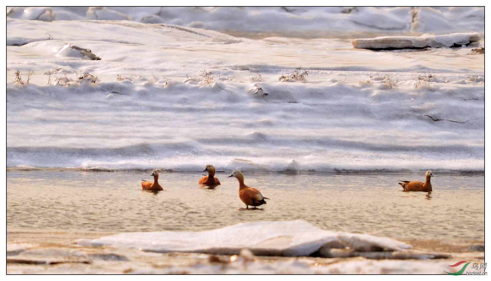 【行走日记】冬天里的鸭在寻食 - 辽宁版 Liaon
