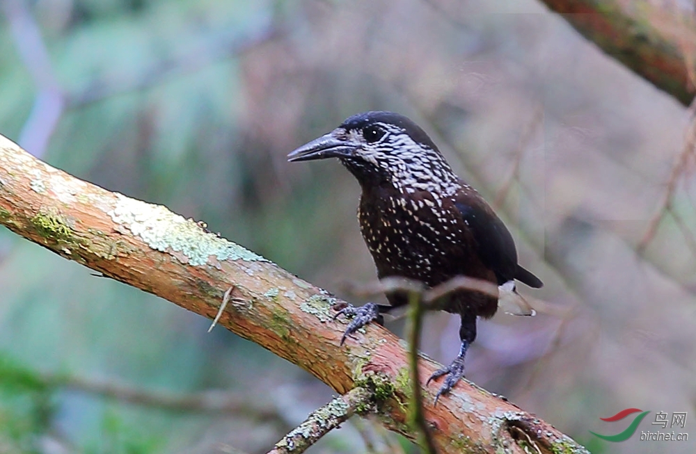 星星还是那个星星 - 重庆版 Chongqing 鸟网