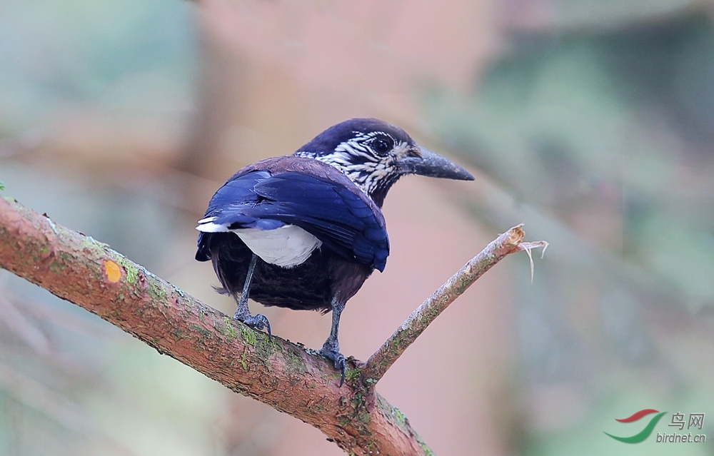 星星还是那个星星 - 重庆版 Chongqing 鸟网