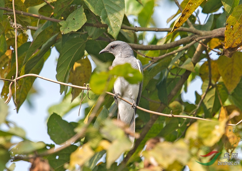 大鹃鵙(雌鸟)_dsc6695.jpg