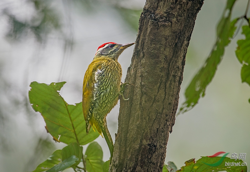 鳞喉绿啄木鸟_dsc0051-.jpg