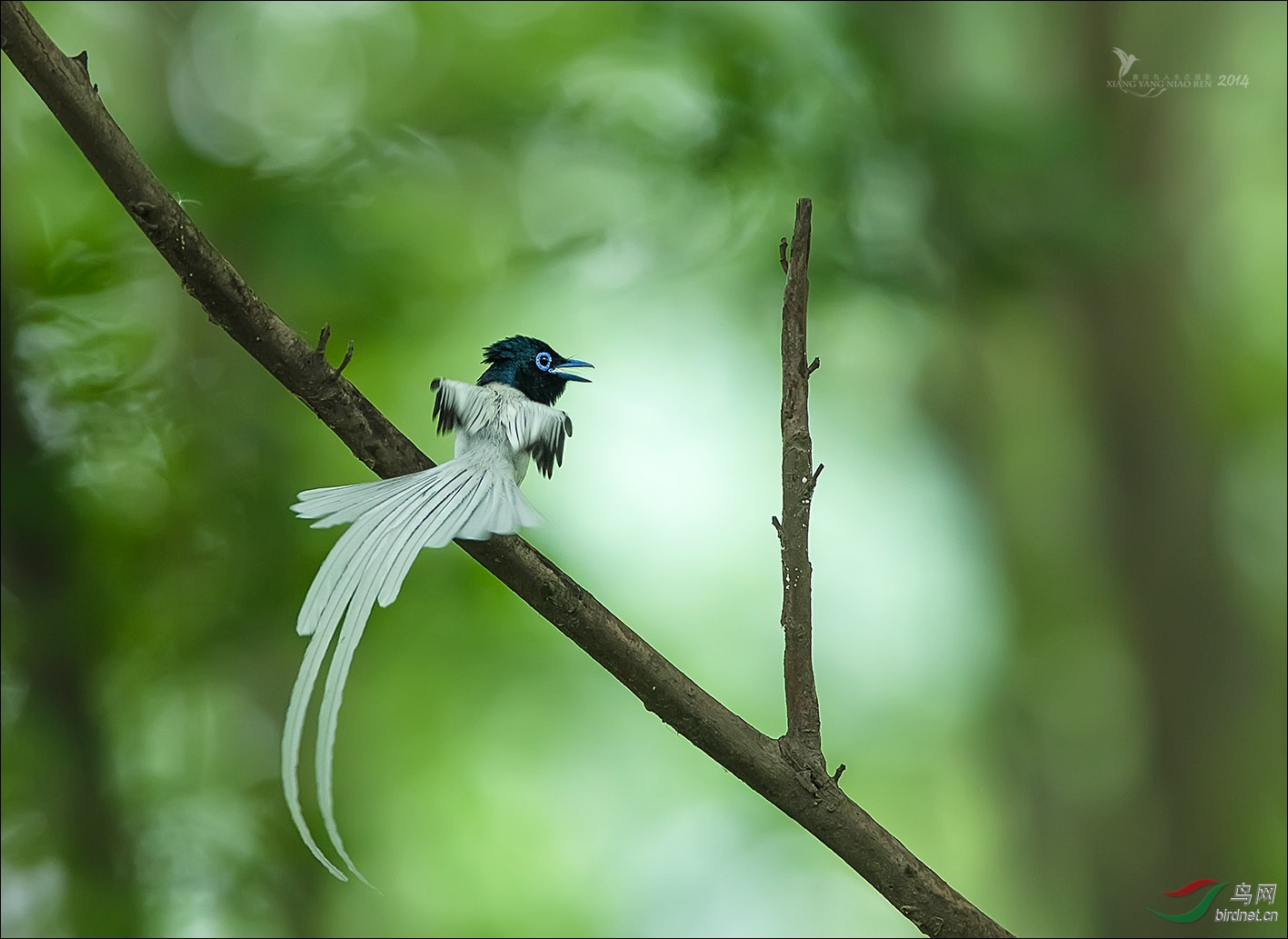 白寿带 - 湖北版 Hubei 鸟网