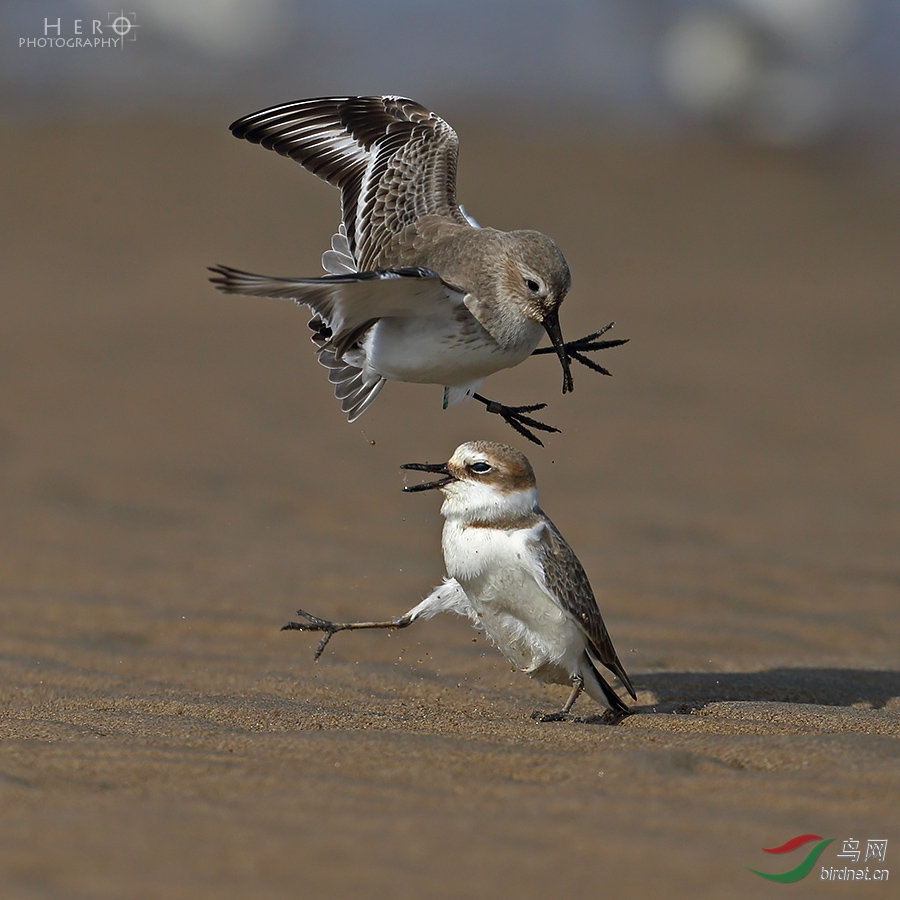 高手过招 - 福建版 Fujian 鸟网