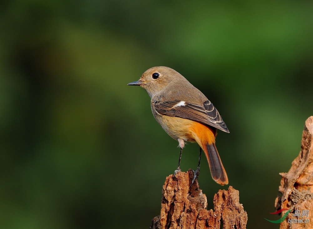望断天涯盼郎归--雌北红 - 广西版 Guangxi 鸟网