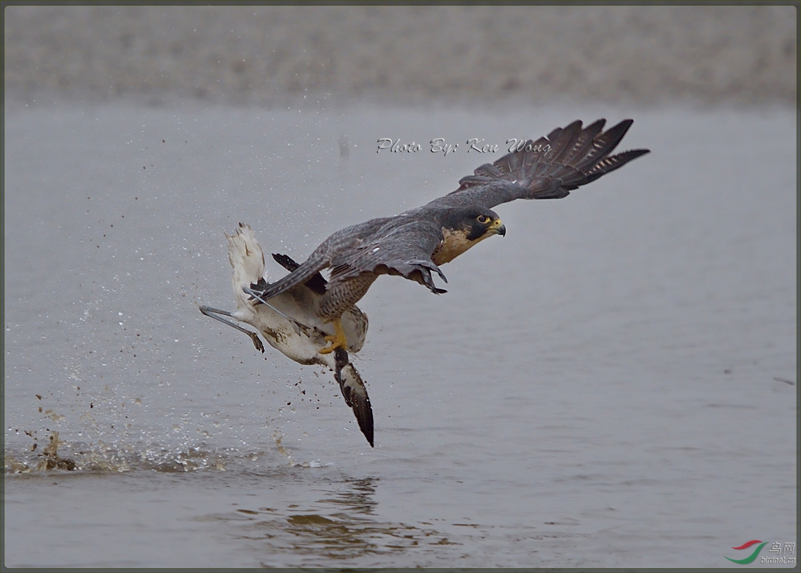 peregrine falcon 游隼