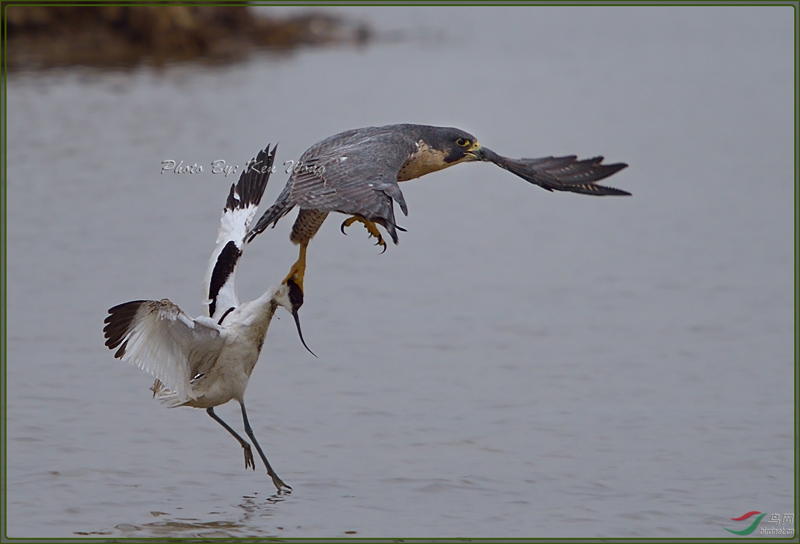 peregrine falcon 游隼