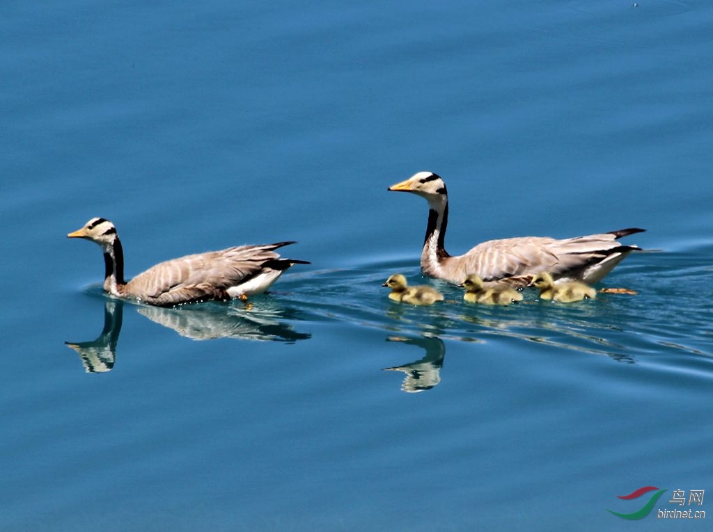 五口之家出门逛逛 - 山东版 Shandong 鸟网