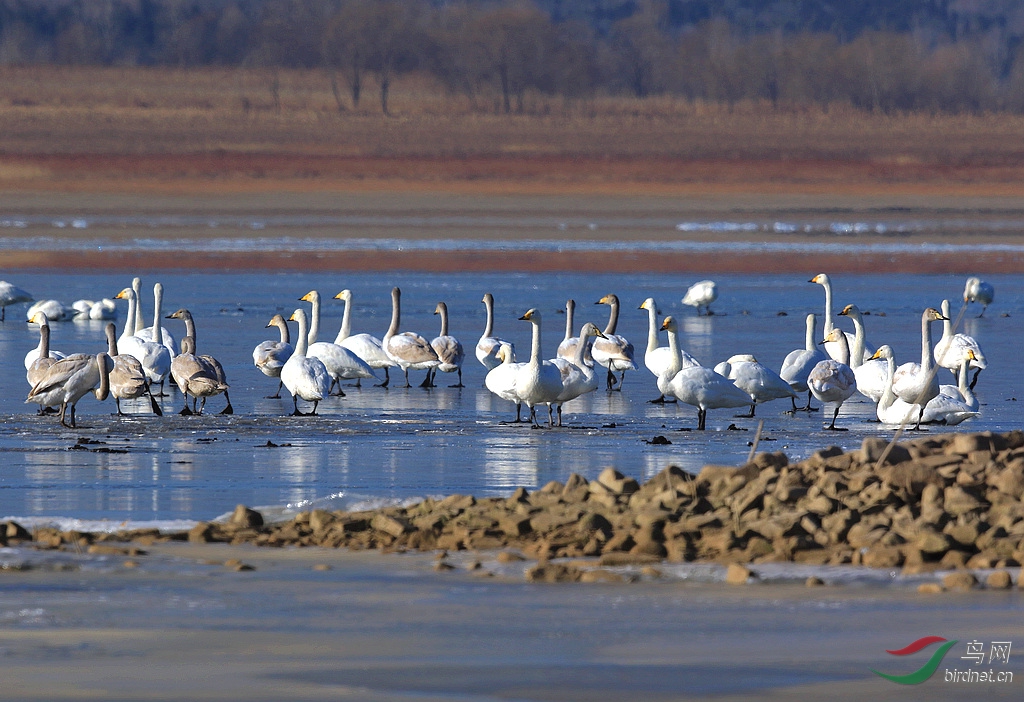密云不老屯收获 - 北京版 Beijing 鸟网
