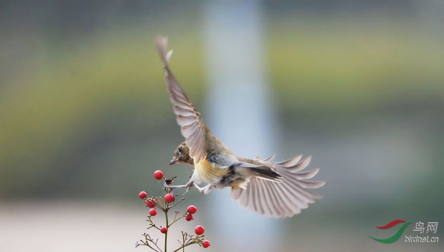 我瞧瞧 - 湖北版 Hubei 鸟网