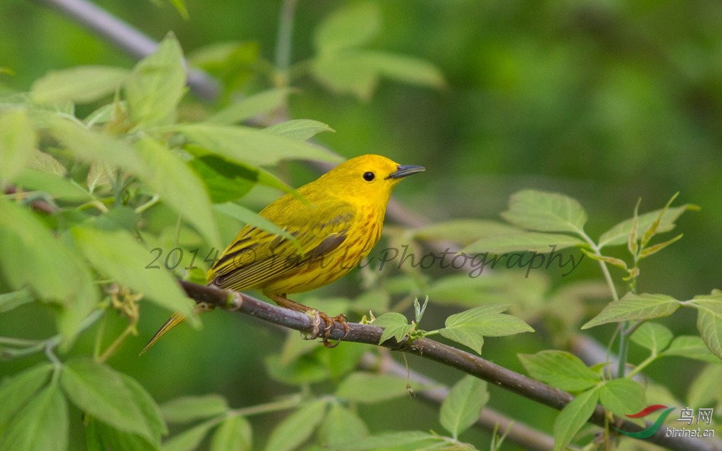blackburnian warbler(橙胸林莺)