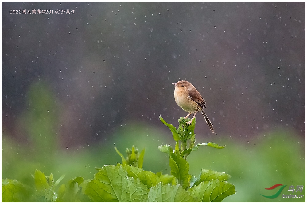 我的2014观鸟脚印 - 山东版 Shandong 鸟网