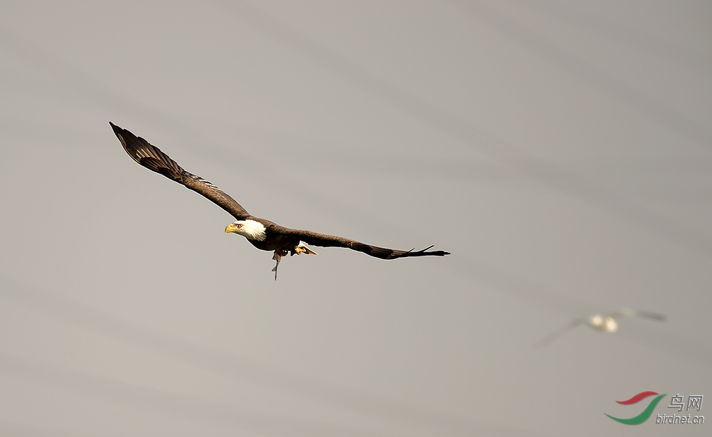 白头老鹰(bald eagle)