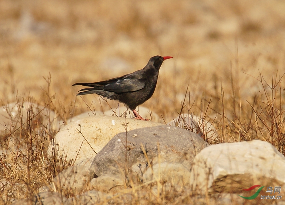 呱噪喧闹的红嘴山鸦 - 北京版 Beijing 鸟网