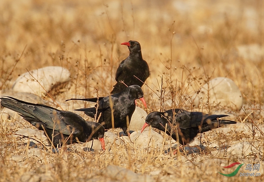 呱噪喧闹的红嘴山鸦 - 北京版 Beijing 鸟网