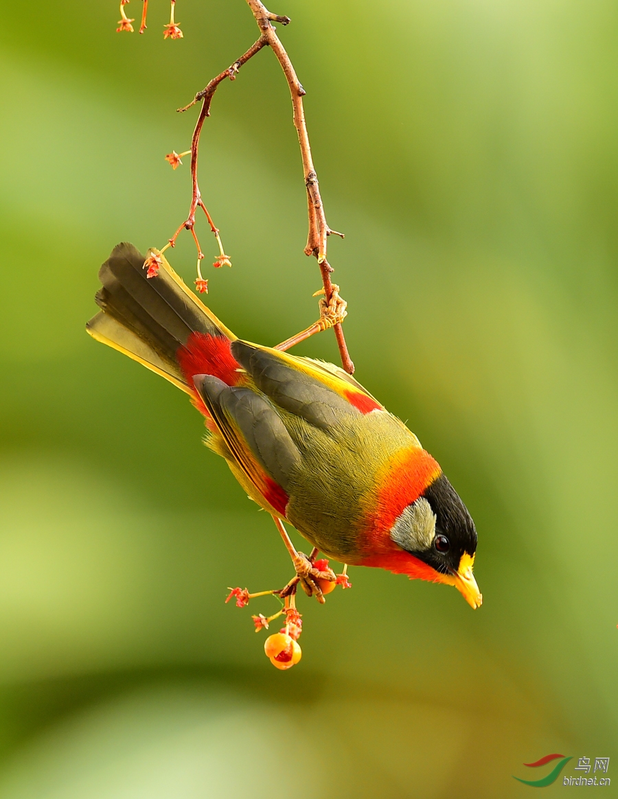 银耳相思鸟贺新年!祝林鸟版越办越好! - 林鸟版 Forest Birds 鸟网