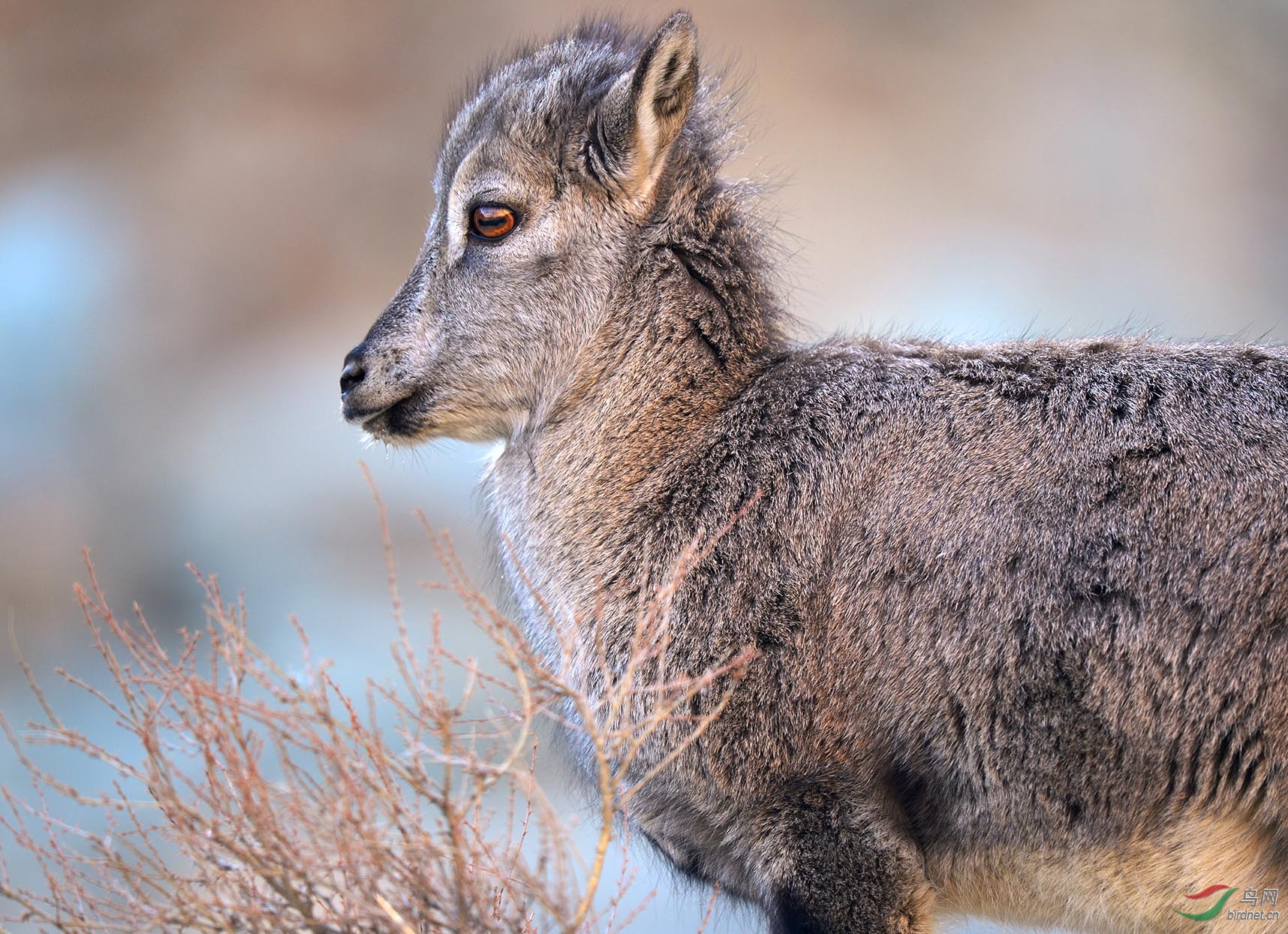 啊!岩羊 - 内蒙古版 Neimenggu 鸟网