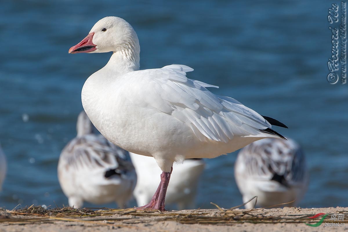 一组雪雁(雪鹅)snow goose