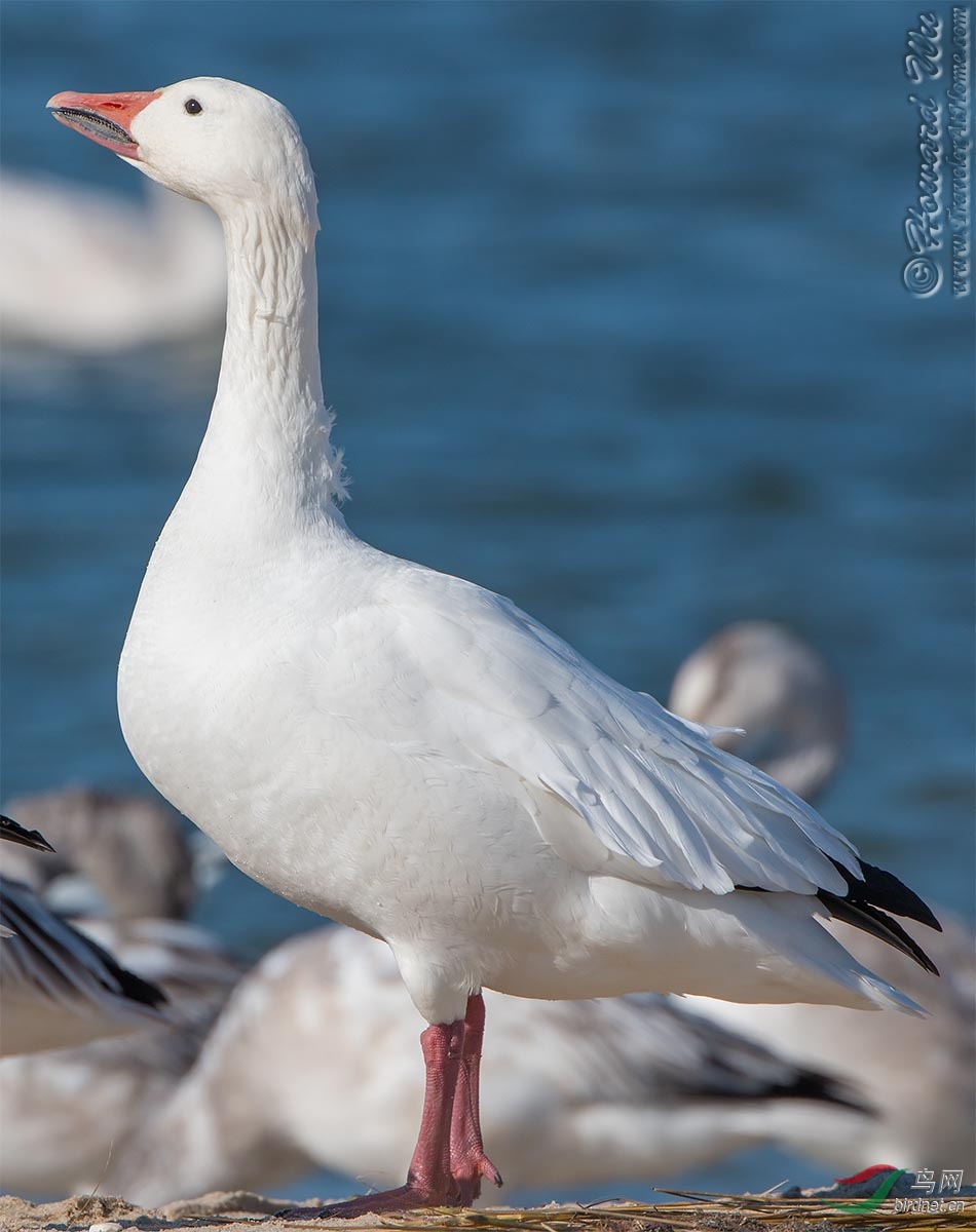 一组雪雁(雪鹅)snow goose