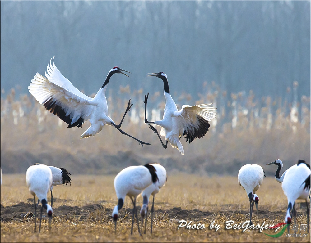 reports 69 飞禽舞者----丹顶鹤 丹顶鹤(学名:grus japonensis),也