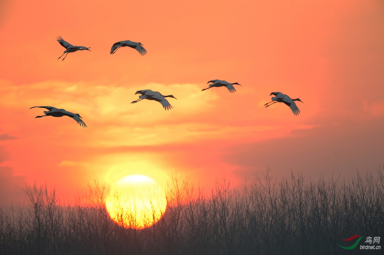 丹顶鹤--人类的吉祥鸟
