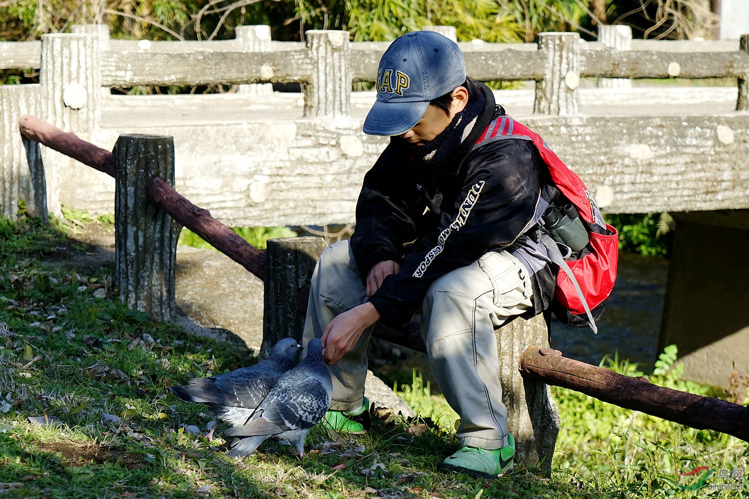 鸟与人