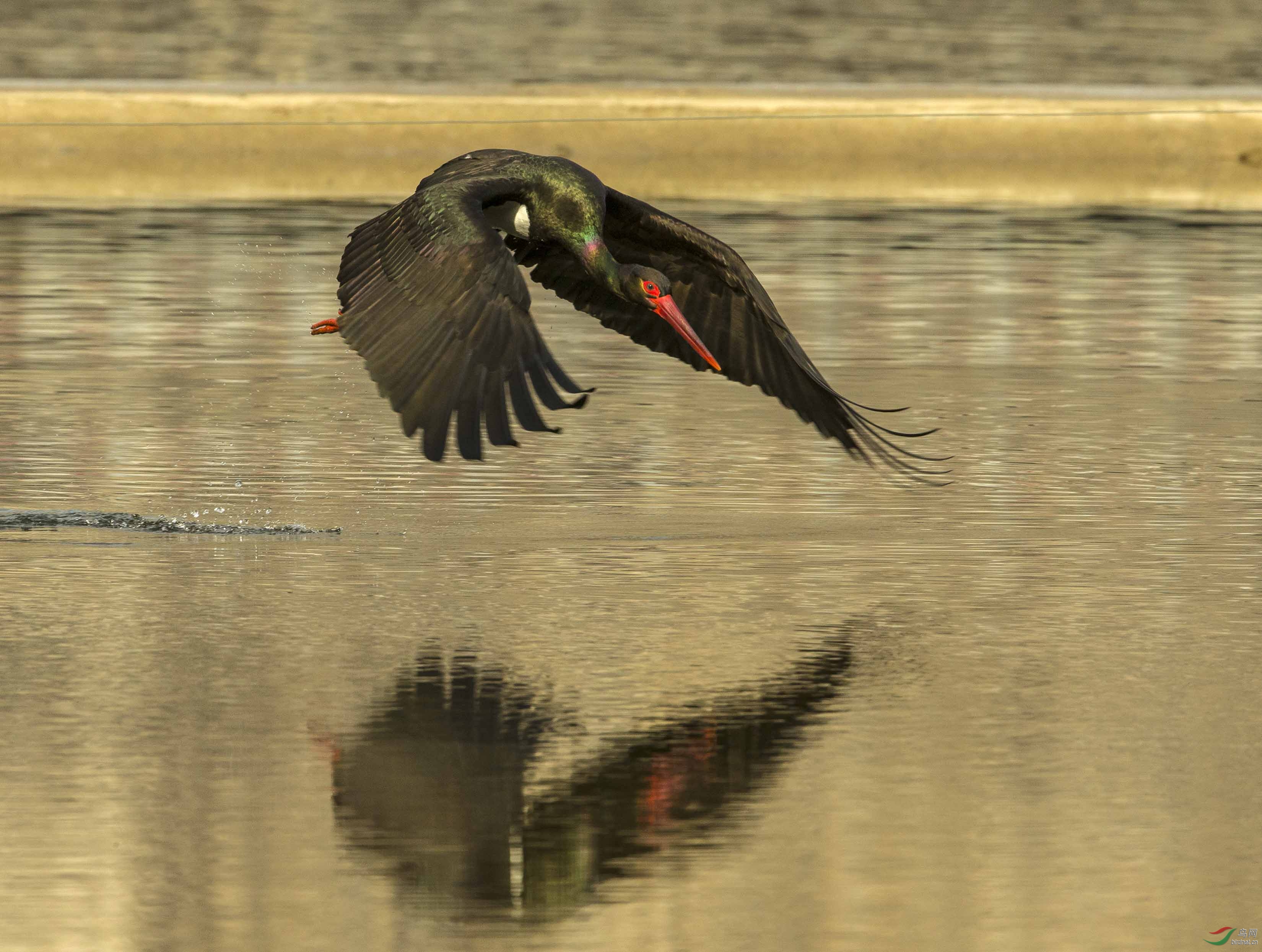 黑鹳展翅秀靓影,美哉、妙哉。