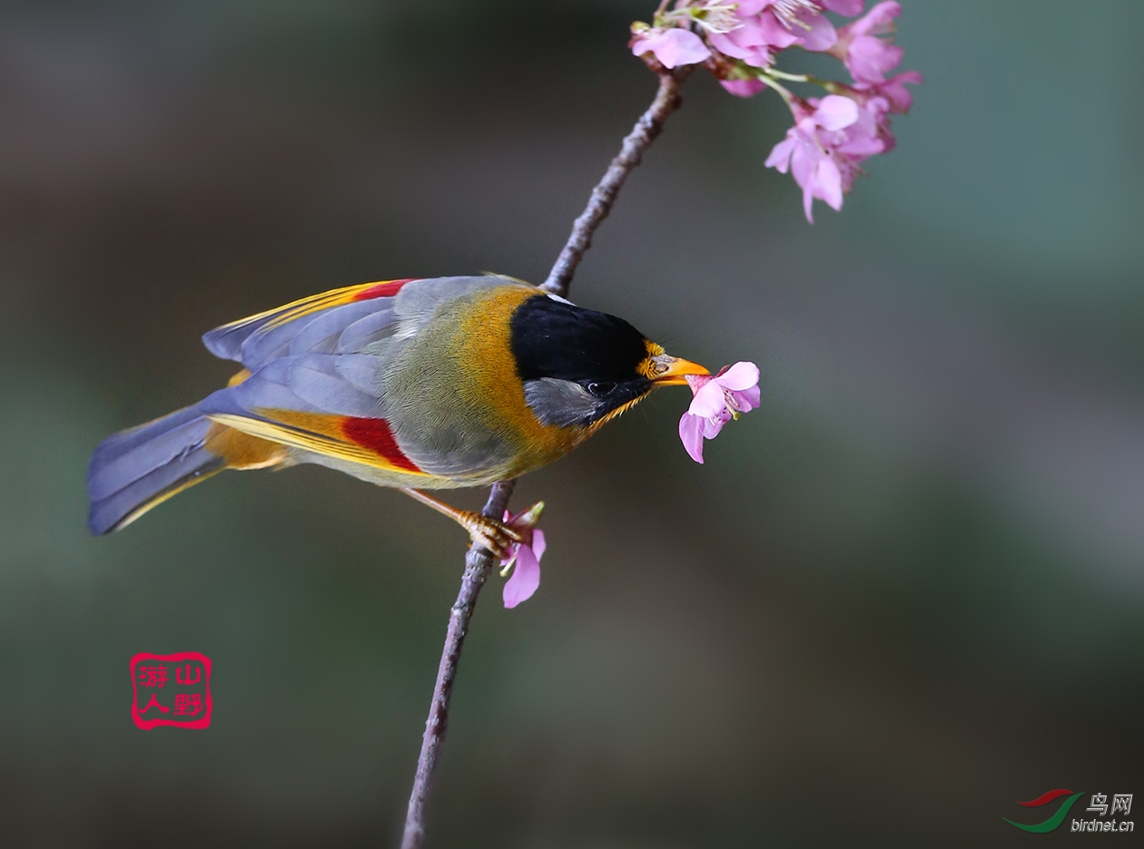 采花大盗--银耳相思鸟 - 观鸟拍鸟之旅 Bird Trip Reports 鸟网