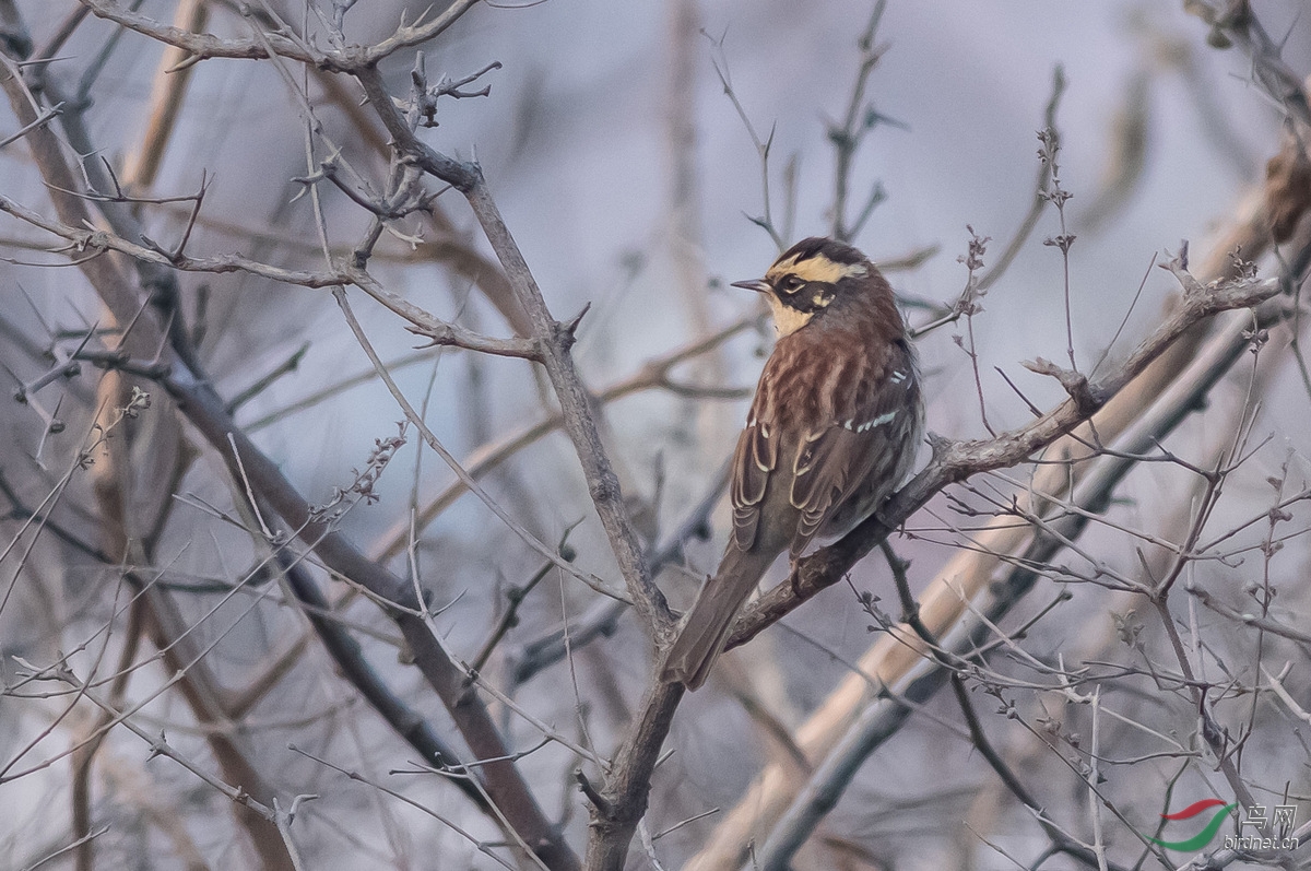 这些都是三道眉草鹀吗? - 鸟类识别 Bird Identification 鸟网