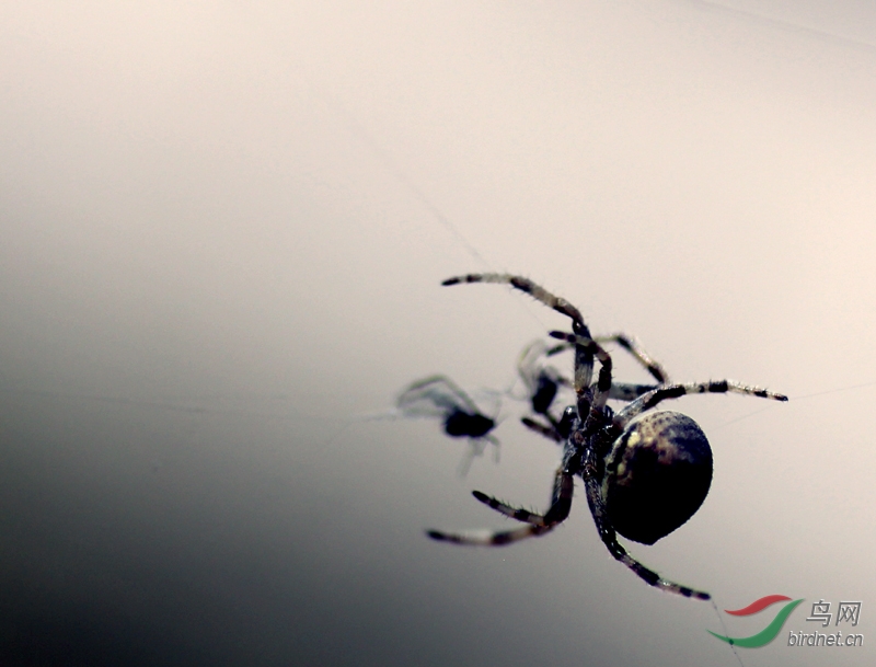 蜘蛛的捕食流程 - 昆虫两爬 Insects\/Amphibians