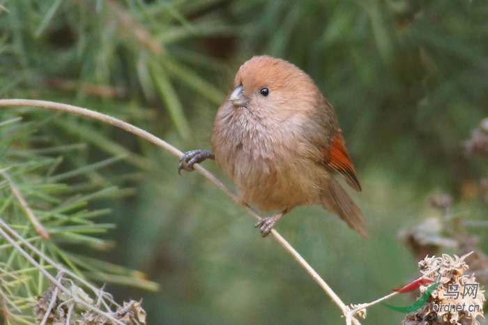 这几天洛阳常见的鸟 - 河南版 He'nan 鸟网
